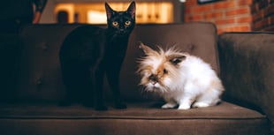 Chagford vets protect pets from fireworks