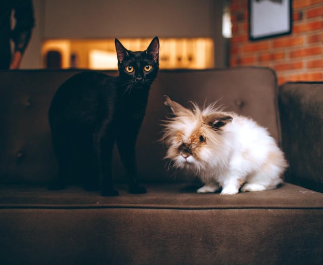 Chagford vets protect pets from fireworks