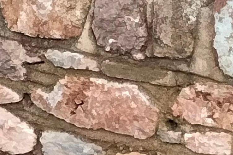 First new black swan cygnet