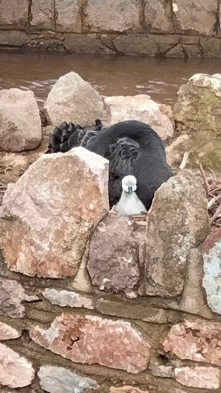 First new black swan cygnet 