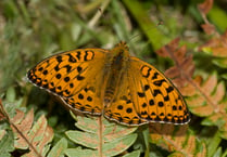Project takes flight to save rare butterflies