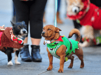 Dog-friendly carol service cancelled as Storm Darragh looms 