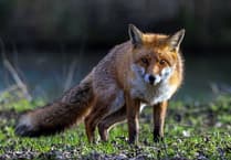 Fox hunting continues in Devon despite the law