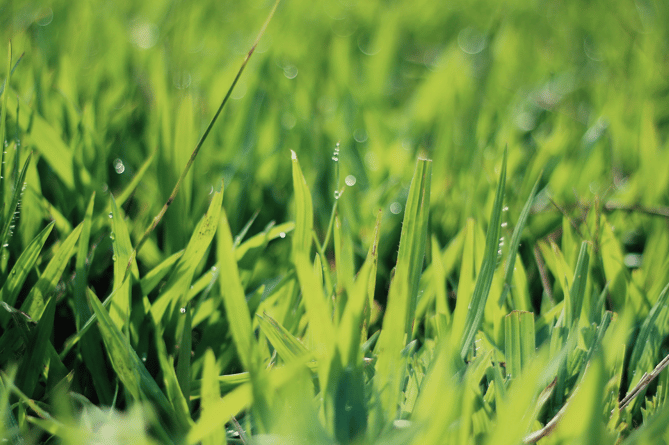 Grass stock image 