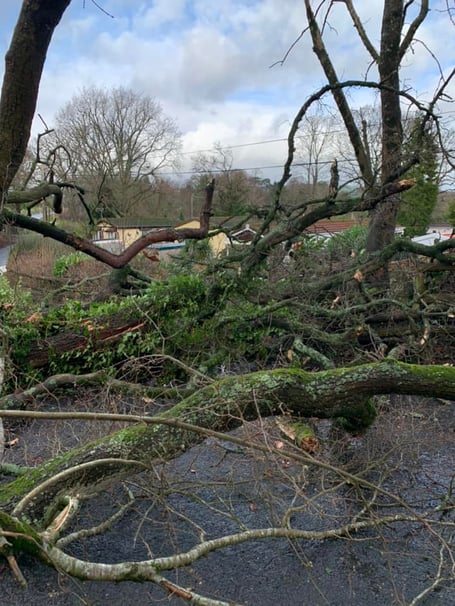 Fallen tree