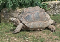 Man sentenced after discovery of dead giant tortoises
