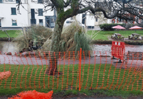 Town's iconic black swans have started laying 
