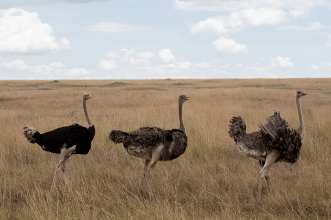Ostriches stock image 