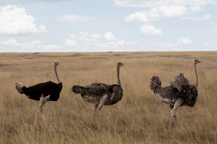 Ostriches stock image