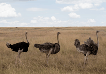  Several ostriches legally owned in Teignbridge