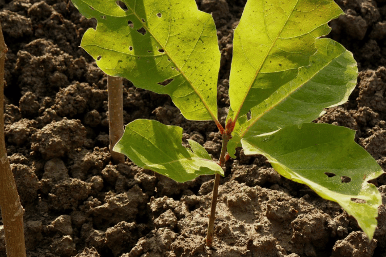 10,000 trees being planted with help of new tree funding