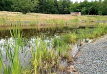 Lilies are set to return to lake in de-silting scheme
