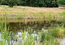 Lilies are set to return to lake in de-silting scheme