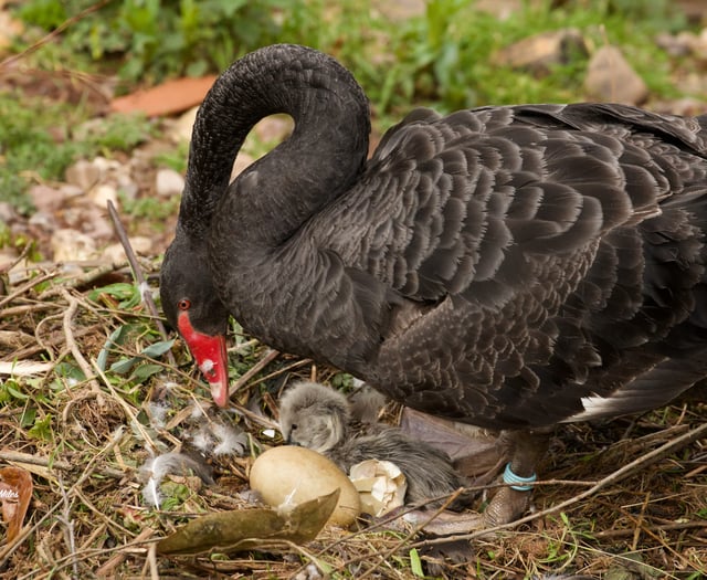Quackingham Palace erected as shelter for new cygnets 