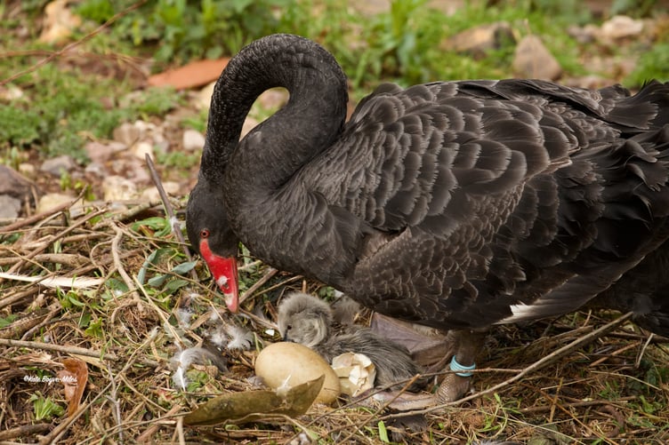 New cygnets in Dawlish