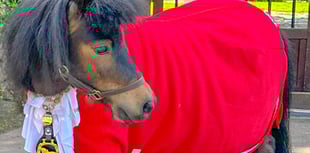 Could Patrick the Pony save tourist asset?