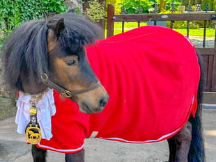 Could Patrick the Pony save tourist asset?