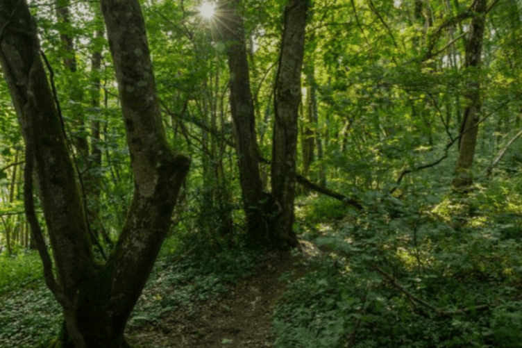 Higher Knowle Wood, Lustleigh, near Bovey Tracey