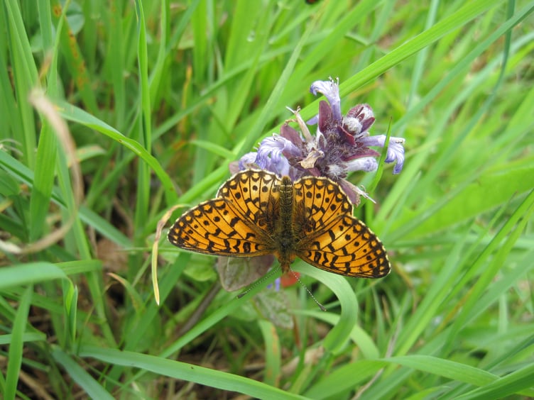 Small Pearl-bordered Fritillary numbers have plummeted across the UK, sparking fears about the future of the species
