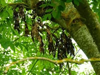 100 trees to be planted as Ash Dieback confirmed 