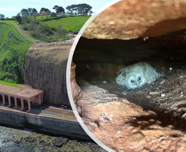 Owl found nesting in cliffs by rail worker 