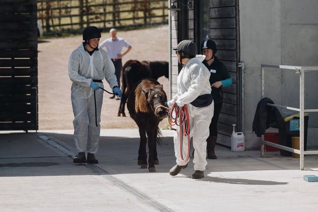 Charity hosts equine training on moor ponies 