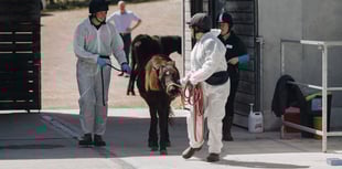 Charity hosts equine training on moor ponies 