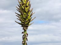 Rare plant flowers for first time in 30 years 