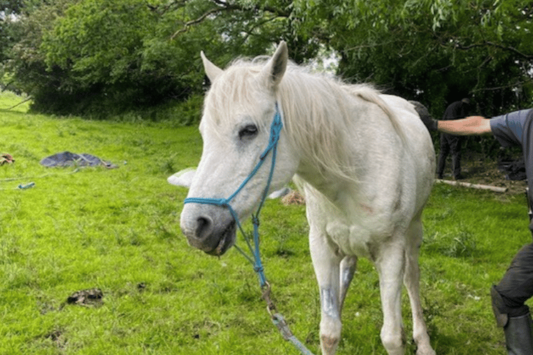 Mouse the mare