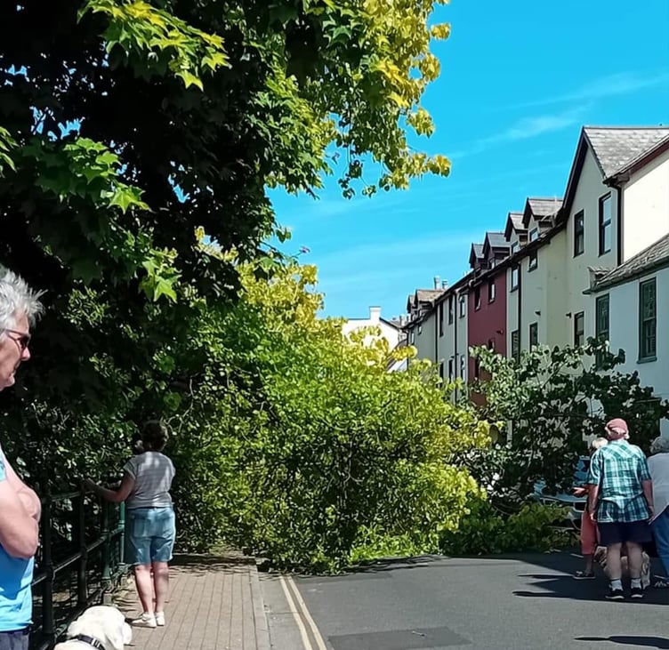 Fallen tree branch Dawlish
