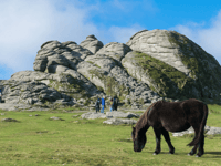 Rangers remind people not to feed Dartmoor's ponies 