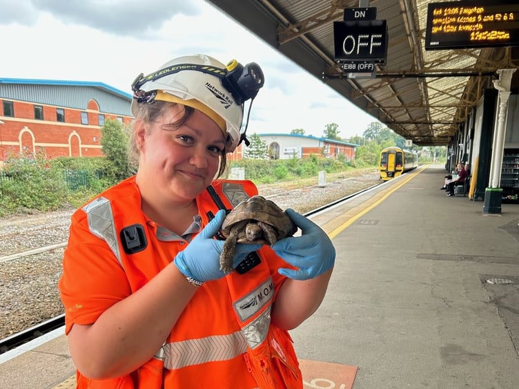 THE tortoise arriving at Platform 1 - is the very slow non-stop stop service from Teignmouth.
Sharp-eyed Network Rail superhero Steph sprang into action after she spotted the chelonian attempting a chuff-chuff impersonation on the tracks between Teignmouth and Newton Abbot
The roving reptile is now on the right side of the tracks at Newton Abbot Railway Station and being looked after by GWR Customer Host Kevin
