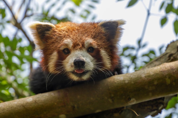 paignton zoo