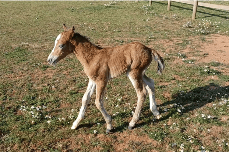 Mare and Foal Sanctuary