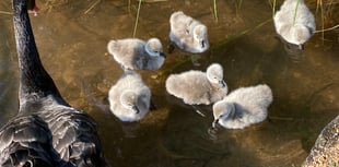 WATCH: six new cygnets on the water in Dawlish 