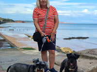 Schnauzers at the ready 