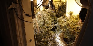 Cannabis factory discovered in terraced house 