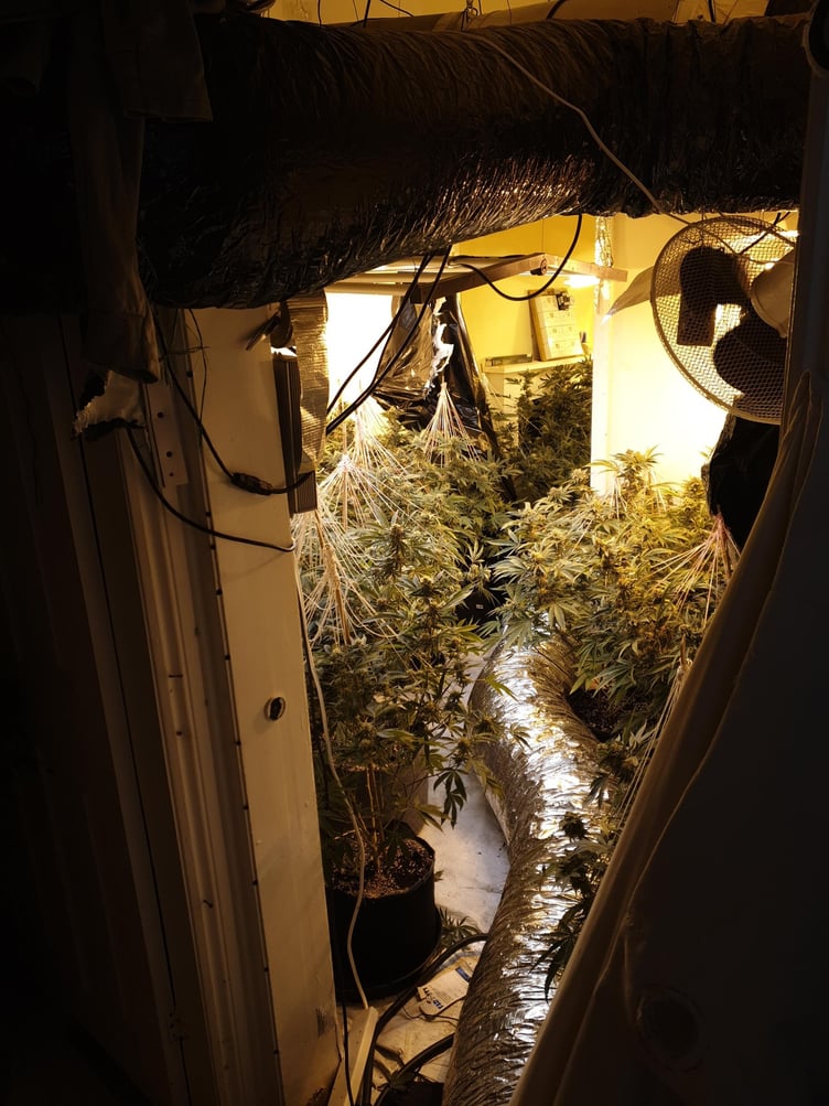 Cannabis plants found by police in Dawlish. Photo Teignmouth and Dawlish neighbourhood police