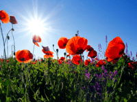 Remembrance in Teignbridge: What services are taking place?