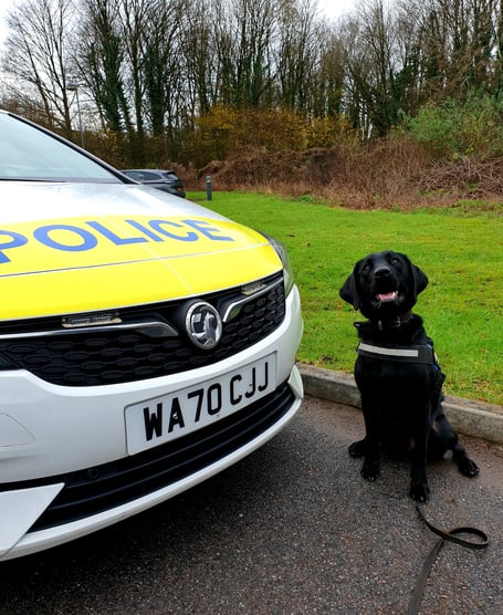 Police dog Ken in action in Ashburton. Photo Devon and Cornwall police 