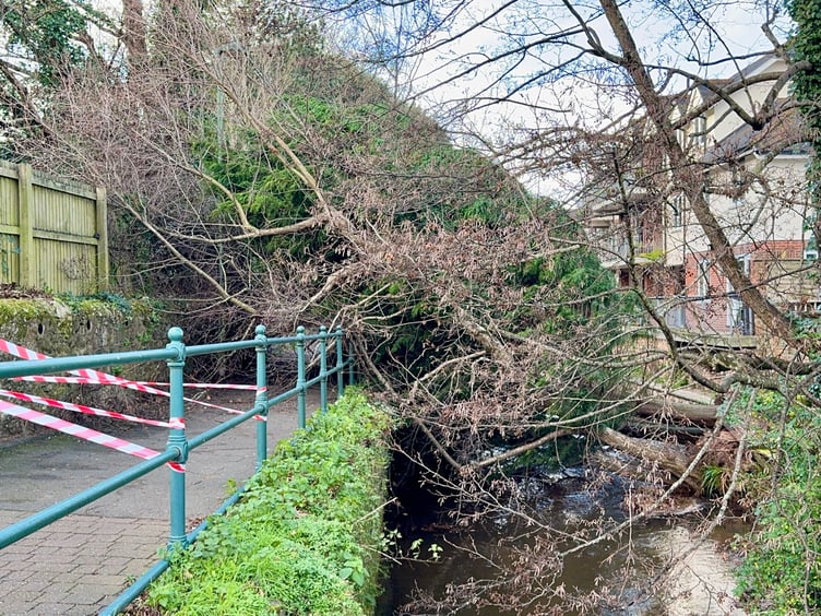 Tree down during Storm Darragh at Manor Gardens Dawlish. Photo Bob Simpson