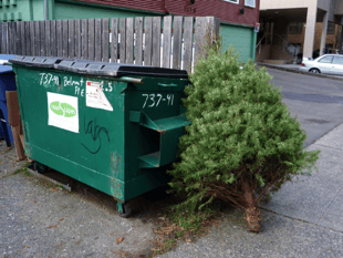 Recycling Christmas trees in Devon