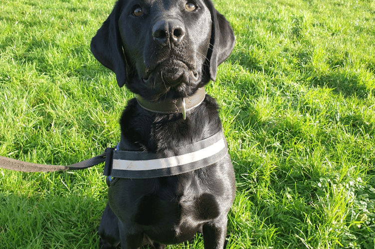 Specialist police dog Ken lent a paw during the operation 