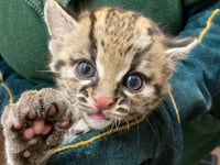 Baby Juliet makes first public appearance