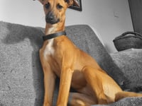 Hunt for missing Maisie