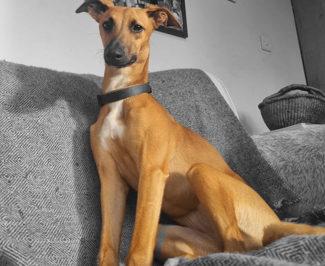 Hunt for missing Maisie