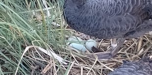 Iconic Black Swans laying new clutch of eggs