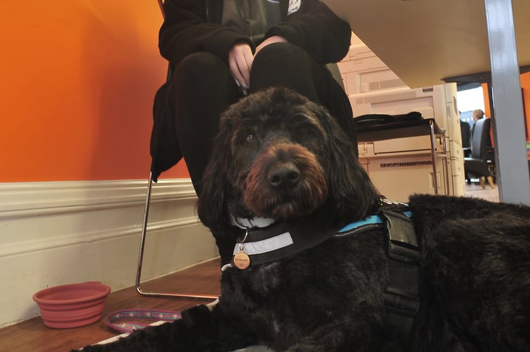 Health and Wellbeing Fair held at Newton Abbot Library. Therapy dog Grace and Jessica MacDonald from Bale's Buddies who provides animal assisted wellbeing sessions in the local community and support a wide range of individuals and communities, including schools, healthcare facilities and  care homes.