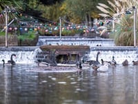 New Dawlish Brook lighting scheme agreed