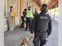 Cannabis, ecstasy and ketamine seized thanks to police dog Polly 